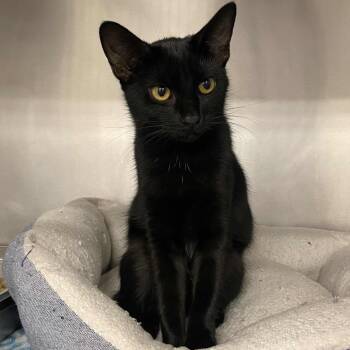 Claire -  Domestic Short Hair Cat for Adoption in Beaumont, Texas - Claire | PetCurious
