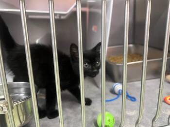 Denny -  Domestic Medium Hair Cat for Adoption in Murray, Kentucky - Denny | PetCurious