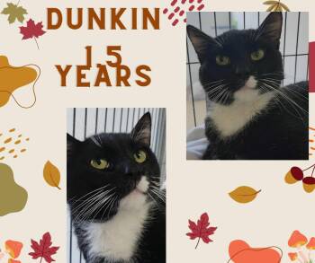 Rescue Domestic Medium Hair Cats for Adoption in Tama, Iowa - Dunkin | PetCurious