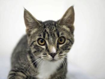 Bridger -  Tabby and Domestic Short Hair Cat for Adoption in Republic, Washington - Bridger | PetCurious