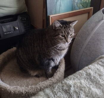 Rescue Tabby Cats for Adoption in Breinigsville, Pennsylvania - Lilly | PetCurious