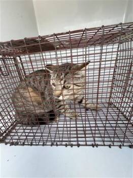 Domestic Short Hair Cats Available for Adoption in Houston, Texas - A654611 | PetCurious