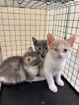 FIZZY -  Domestic Short Hair Cat for Adoption in Fort Myers, Florida - FIZZY | PetCurious
