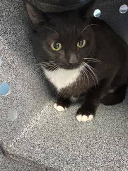 Domestic Short Hair Cats Available for Adoption - Nova | PetCurious