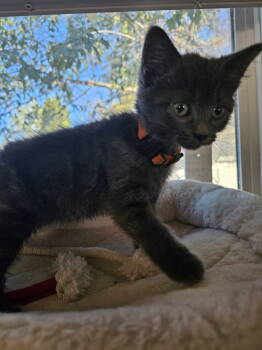 Rescue Tabby and Domestic Short Hair Cats for Adoption - Smidge | PetCurious