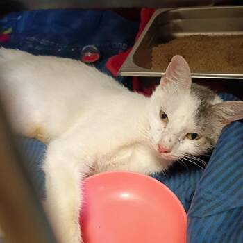Silver -  Domestic Short Hair Cat for Adoption in Fort Smith, Arkansas - Silver | PetCurious