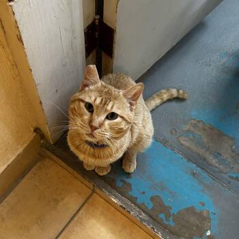 Rescue Domestic Short Hair Cats for Adoption in Nogales, Arizona - Cotton | PetCurious