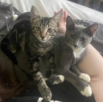 Gemini -  Domestic Short Hair Cat for Adoption in Ocala, Florida - Gemini | PetCurious