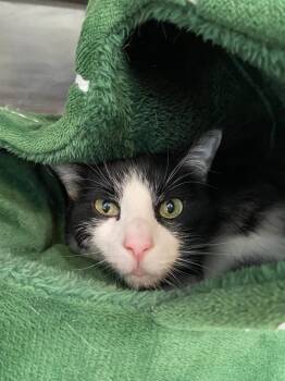 Domestic Short Hair Cats Available for Adoption - Bosco | PetCurious