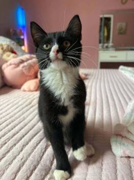 Sylvester -  Domestic Short Hair Cat for Adoption in Deltona, Florida - Sylvester | PetCurious