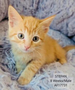 Stefan -  Domestic Short Hair Cat for Adoption - Stefan | PetCurious