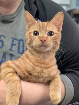 Domestic Short Hair Cats Available for Adoption - MAPLE | PetCurious