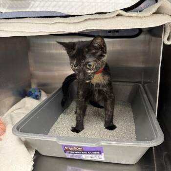 Sage -  Domestic Short Hair Cat for Adoption in Buffalo, New York - Sage | PetCurious