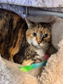 Snickers -  Domestic Short Hair Cat for Adoption in Midland, Michigan - Snickers | PetCurious