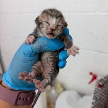 Connie Baby C3 -  Domestic Short Hair Cat for Adoption in Edinburg, Texas - Connie Baby C3 | PetCurious