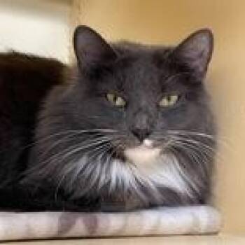 Rescue Domestic Long Hair Cats for Adoption in Swanzey, New Hampshire - Poptart | PetCurious