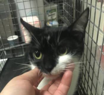 A431721 -  Domestic Short Hair Cat for Adoption in Conroe, Texas - A431721 | PetCurious