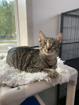 Rescue Domestic Short Hair Cats for Adoption in Sanford, Florida - Nacho | PetCurious