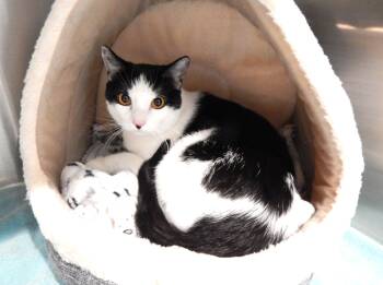 Oreo -  Domestic Short Hair Cat Available for Adoption in Mesquite, Nevada - Oreo | PetCurious