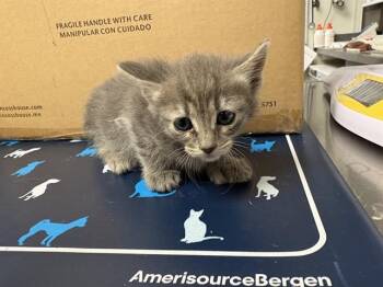 Domestic Short Hair Cats Available for Adoption in Ontario, California - JUNO - NEEDS A FOSTER | PetCurious