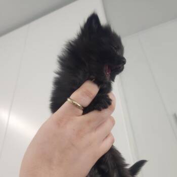 Platypus -  Domestic Long Hair Cat for Adoption in Pullman, Washington - Platypus | PetCurious