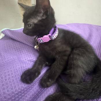 Domestic Short Hair Cats Available for Adoption in Dallas, Texas - Periwinkle | PetCurious