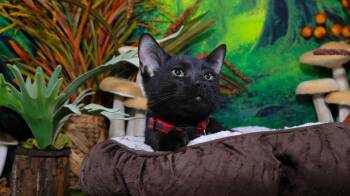 Rescue Bombay and Domestic Short Hair Cats for Adoption in Lucas, Texas - Crow & Raven | PetCurious