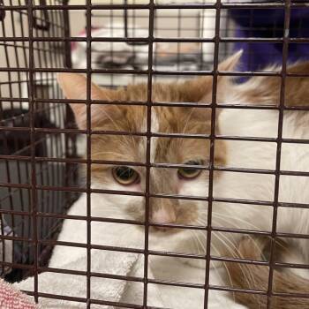 Maxine -  Domestic Short Hair Cat for Adoption in Chicago, Illinois - Maxine | PetCurious