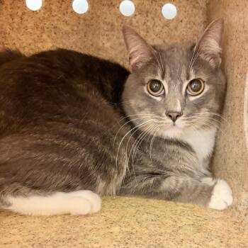 Domestic Short Hair Cats Available for Adoption in Philadelphia, Pennsylvania - Noodles | PetCurious