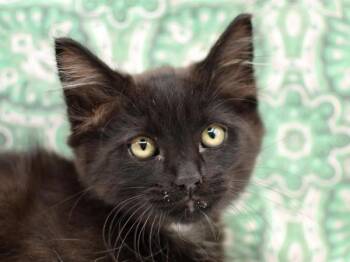 Domestic Medium Hair Cats Available for Adoption - Legolas | PetCurious