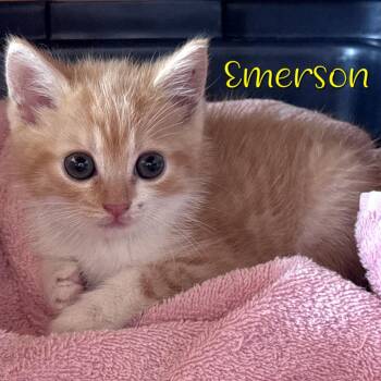 Emerson -  Domestic Short Hair Cat for Adoption in Parkersburg, West Virginia - Emerson | PetCurious