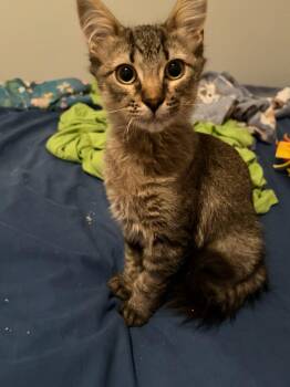 Oliver -  Domestic Long Hair Cat for Adoption in Ballwin, Missouri - Oliver | PetCurious