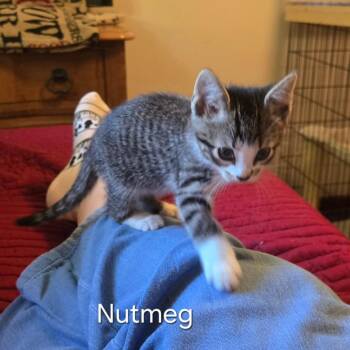 Nutmeg -  Domestic Short Hair Cat Available for Adoption in Franklin, North Carolina - Nutmeg | PetCurious