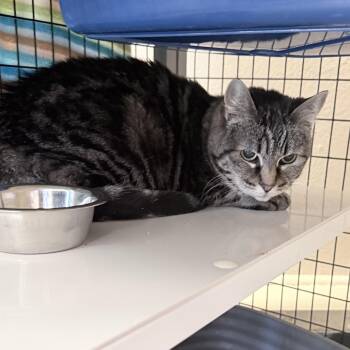 Lady -  Domestic Short Hair Cat for Adoption in Medford, Oregon - Lady | PetCurious