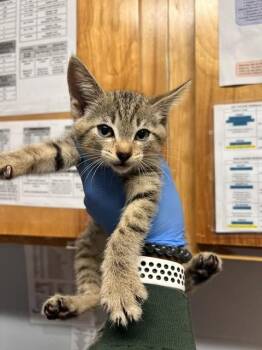 NOMI -  Domestic Short Hair Cat for Adoption in Tallahassee, Florida - NOMI | PetCurious