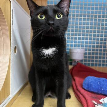 Shine -  Domestic Short Hair Cat for Adoption in Manhattan, Kansas - Shine | PetCurious