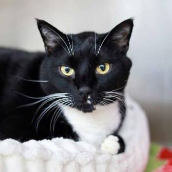 Domestic Short Hair Cats Available for Adoption in Atlanta, Georgia - Roscoe | PetCurious