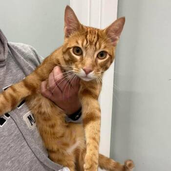 Kirby -  Domestic Short Hair Cat for Adoption in Fort Lauderdale, Florida - Kirby | PetCurious