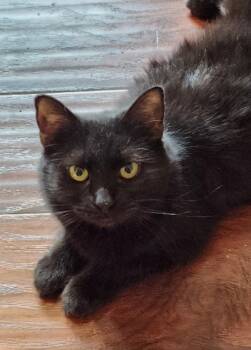 Rescue Domestic Long Hair Cats for Adoption in San Jacinto, California - Jasmin | PetCurious