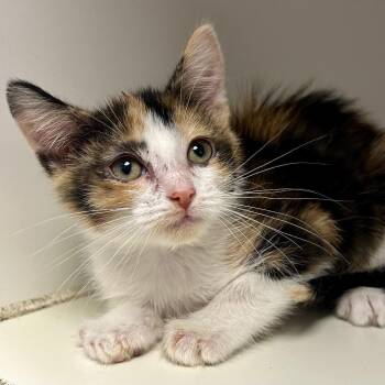 Asteria (Precious K1) -  Domestic Short Hair Cat for Adoption in Saint Joseph, Missouri - Asteria (Precious K1) | PetCurious