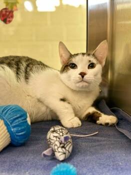 Rescue Domestic Short Hair Cats for Adoption in West Chester, Pennsylvania - Olay | PetCurious
