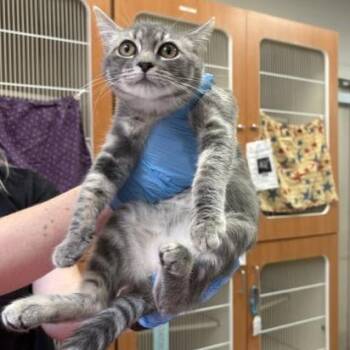 Hailee Jr. -  Domestic Short Hair Cat for Adoption in Murray, Utah - Hailee Jr. | PetCurious