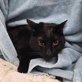 Connall 28661 -  Domestic Short Hair Cat for Adoption in Middleburg, Florida - Connall 28661 | PetCurious