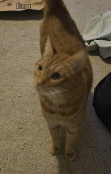 AB - Lenny -  Domestic Short Hair Cat for Adoption in Battle Ground, Washington - AB - Lenny | PetCurious