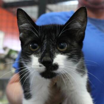 Cookie (Nugget) -  Domestic Short Hair Cat for Adoption in Sarasota, Florida - Cookie (Nugget) | PetCurious