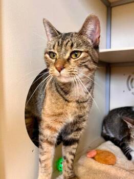 Domestic Short Hair Cats Available for Adoption in Webster, Wisconsin - Conchita | PetCurious