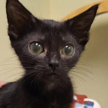 Jan Brady -  Domestic Short Hair Cat for Adoption in Grayslake, Illinois - Jan Brady | PetCurious