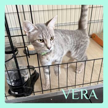 VERA -  Tabby Cat for Adoption in Lawton, Oklahoma - VERA | PetCurious