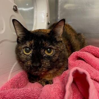 Rescue Domestic Short Hair Cats for Adoption in Hawthorne, California - Des | PetCurious