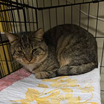 Rescue Domestic Short Hair Cats for Adoption in Pennsville Township, New Jersey - Ninja | PetCurious